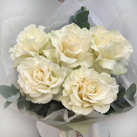 комнатное растение ТАЛИСМАН ФЛОРА Букет Белый шоколад