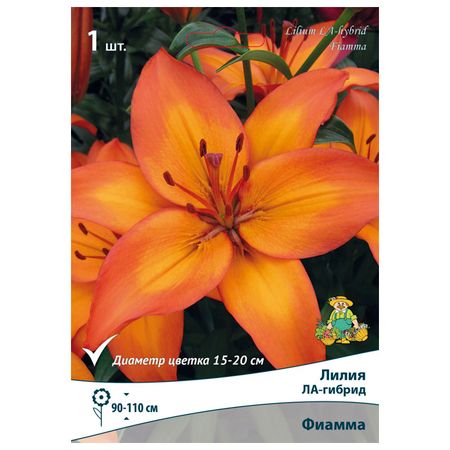 луковицы растений лилия ЛА-гибрид Фиамма в капере 1 шт. 14/16 наталия владимировна скоробогатько райская лилия рассказы о пресвятой богородице для семейного чтения