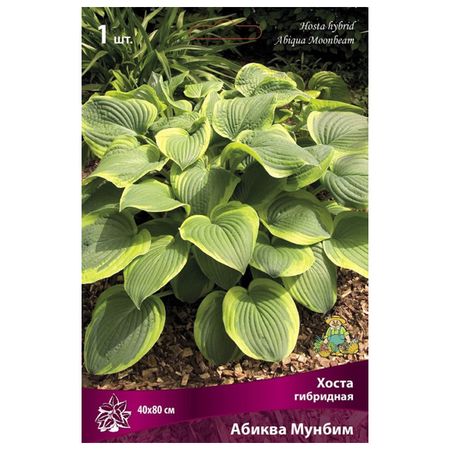 корни растений  хоста гибридная Абиква Мунбим в капере 1 шт.
