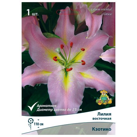луковицы растений лилия восточная Кзотико в капере 1 шт. 14/16 наталия владимировна скоробогатько райская лилия рассказы о пресвятой богородице для семейного чтения