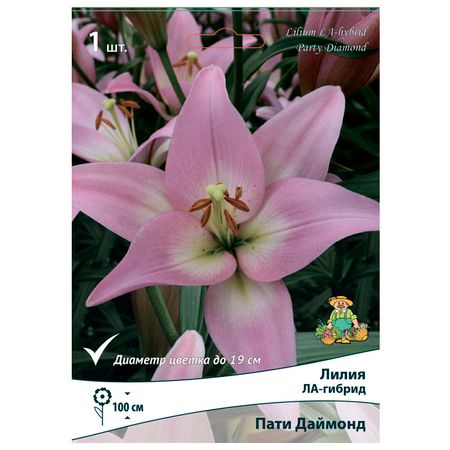 луковицы растений лилия ЛА-гибрид Пати Даймонд в капере 1 шт. 14/16 лилия роджер инферняня