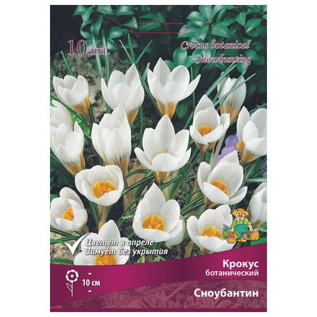 луковицы растений крокус ботанический Сноубантин в капере 10 шт. 5/7