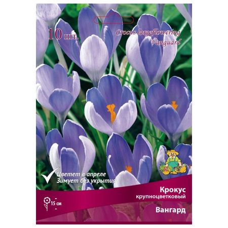луковицы растений крокус крупноцветковый Вангард в капере 10 шт. 8/9