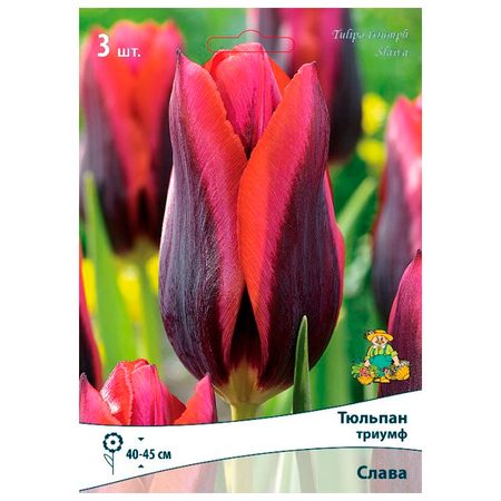 луковицы растений  тюльпан триумф Слава 3 шт. 10/11