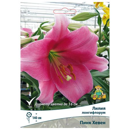 луковицы растений лилия Лонгифлорум Пинк Хевен в капере 1 шт. 14/16 лилия роджер инферняня