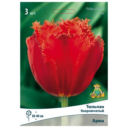 луковицы растений  тюльпан бахромчатый Арма 3 шт. 10/11