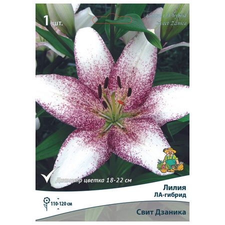 луковицы растений лилия ЛА-гибрид Свит Дзаника в капере 1 шт. 14/16