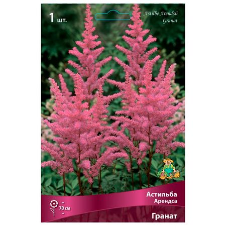 корни растений  астильба Арендса Гранат в капере 1 шт.