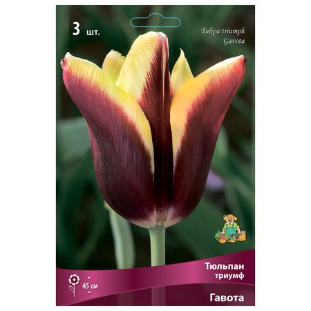 луковицы растений тюльпан триумф Гавота 3 шт. 11/12