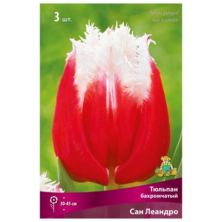 луковицы растений тюльпан бахромчатый Сан Леандро 3 шт. 11/12