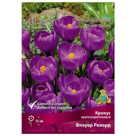 луковицы растений крокус крупноцветковый Флауер Рекорд в капере 10 шт. 7/8
