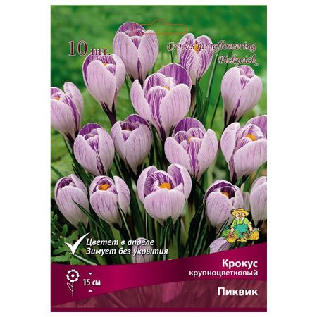 луковицы растений крокус крупноцветковый Пиквик в капере 10 шт. 7/8