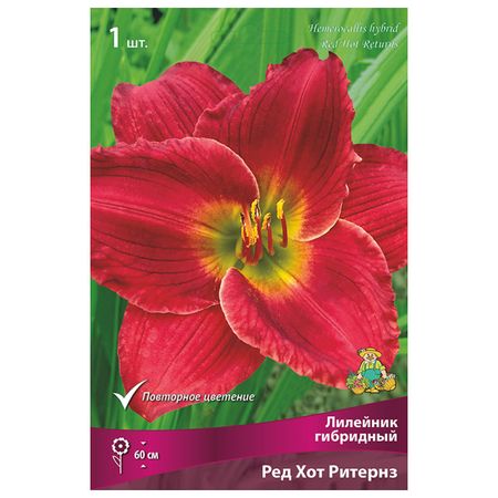 корни растений лилейник гибридный Ред Хот Ритернз в капере 1 шт.