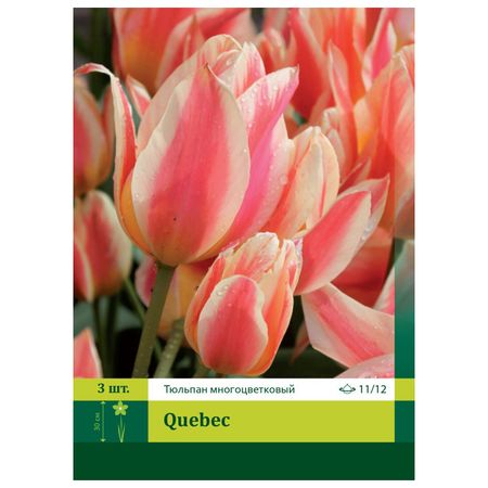 луковицы растений Тюльпан Квебек 11/12 (3) ольга дмитриевна ушакова орфографический разбор слова