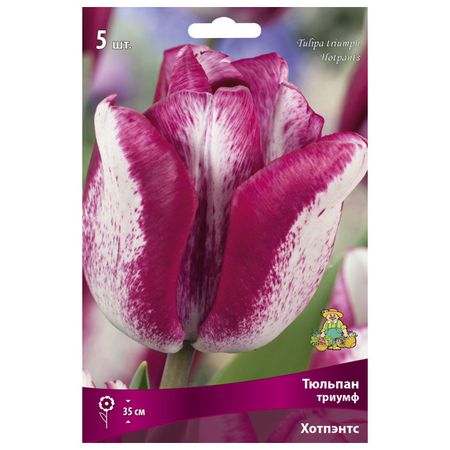 луковицы растений  тюльпан триумф Хотпэнтс 3 шт. 12/+