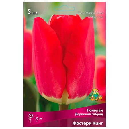луковицы растений тюльпан Дарвинов гибрид Фостери Кинг 3 шт. 11/12