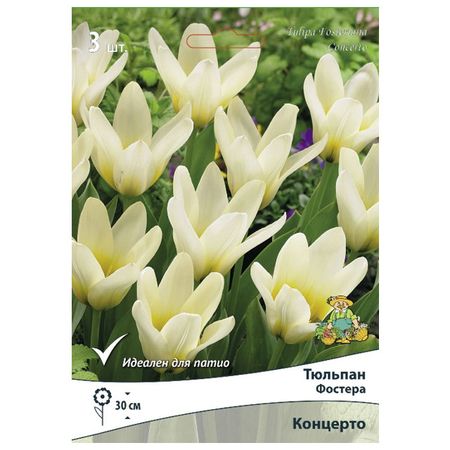 луковицы растений тюльпан Фостера Концерто в капере 3 шт. 10/11