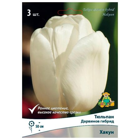 луковицы растений  тюльпан Дарвинов гибрид Хакун 3 шт. 10/11
