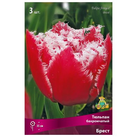 луковицы растений тюльпан бахромчатый Брест 3 шт. 10/12