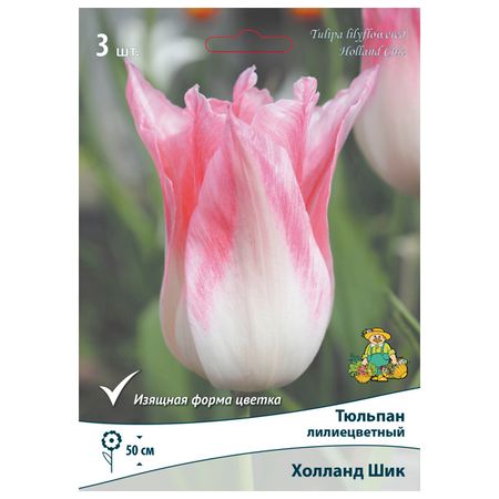 луковицы растений  тюльпан лилиецветный Холланд Шик 3 шт. 10/11