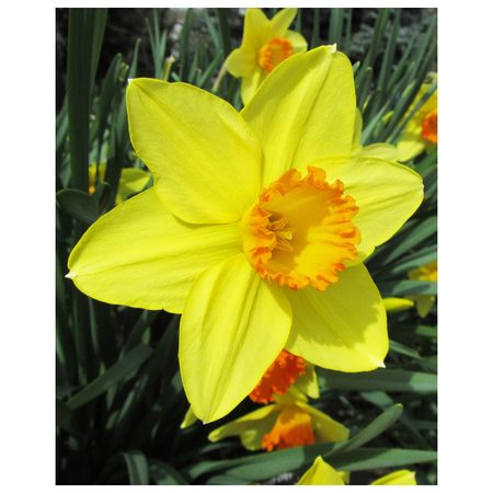 луковицы растений нарцисс крупнокорончатый Ред Дэвон 3 шт. 10/12