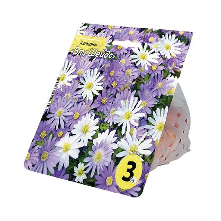 корни растений анемоны смесь Бланда Блу Шейдс 5/6 3шт