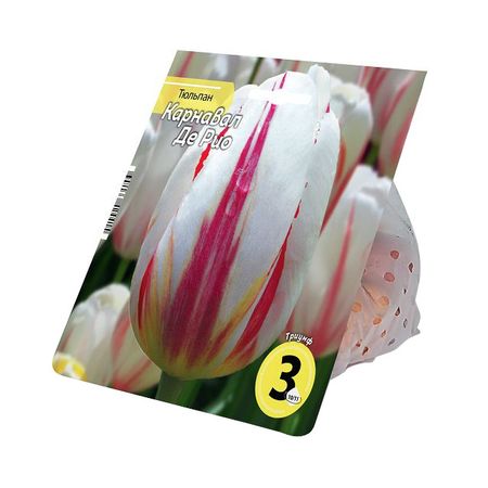 луковицы растений тюльпан Карнавал Де Рио 10/11 3шт блокнот енот енот сеня и карнавал