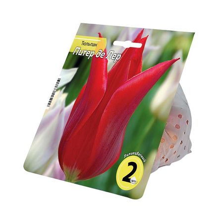 луковицы растений тюльпан Питер де Лер 10/11 2шт александр владимирович пыжиков питер москва схватка за россию