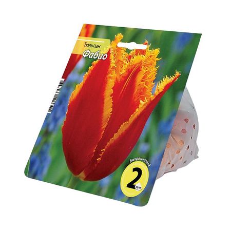 луковицы растений тюльпан Фабио 10/11 2шт таро святой смерти фабио листрани инстр на рус яз