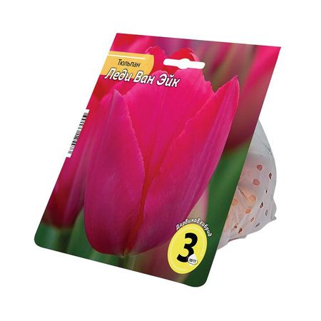 луковицы растений тюльпан Леди Ван Эйк 10/11 3шт