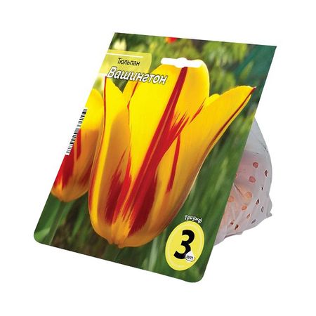 луковицы растений тюльпан Вашингтон 10/11 3шт москва вашингтон политика и дипломатия кремля 1921 1941 сборник документов в трех томах том 2 1929 1933