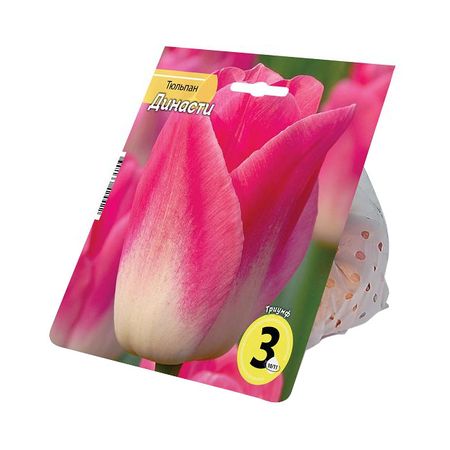 луковицы растений тюльпан Династи 10/11 2шт