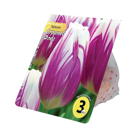 луковицы растений тюльпан Стрипед Флег 10/11 3шт