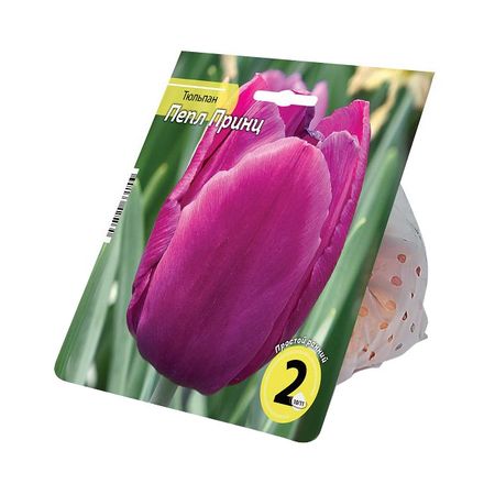 луковицы растений тюльпан Пепл Принц 10/11 2шт