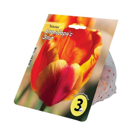 луковицы растений тюльпан Апельдорн'с Элит 10/11 3шт
