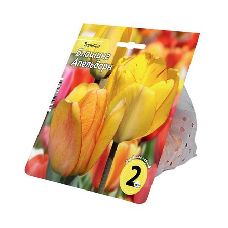 луковицы растений тюльпан Блашинг Апельдорн 10/11 2шт