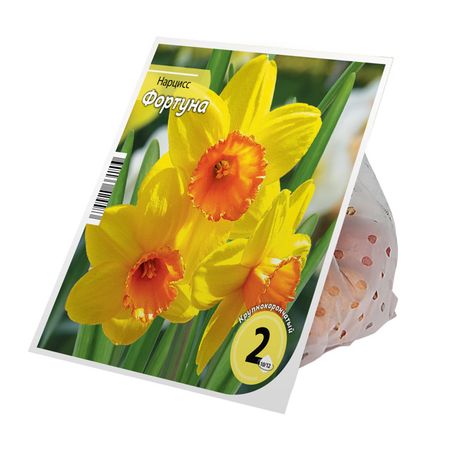 луковицы растений нарцисс Фортуна 10/12 2шт