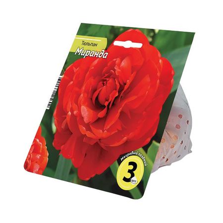 луковицы растений тюльпан Миранда 10/11 3шт джон мартино ланди миранда мартино язон сакральные знаки числа символы квадривиум тайны средневековой науки