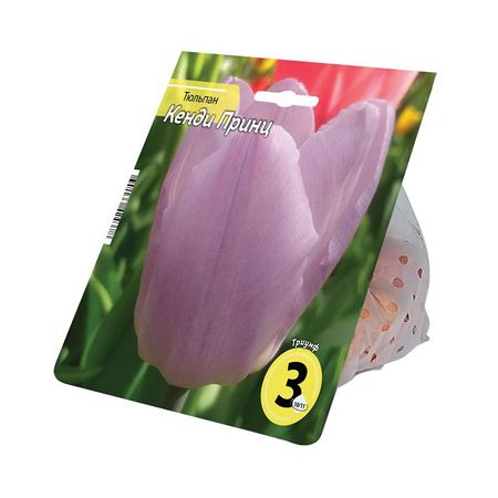 луковицы растений тюльпан Кенди Принц 10/11 3шт