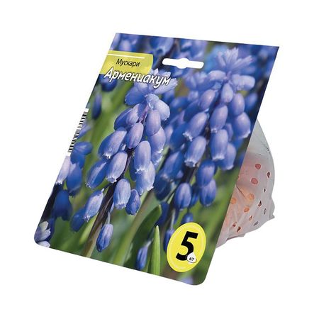 луковицы растений мускари Армениакум 6/7 5шт