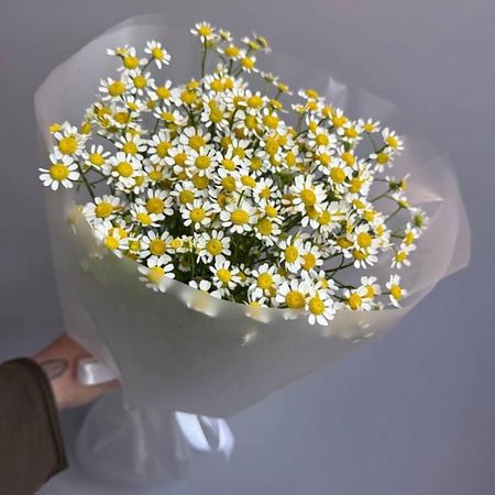 Букет живых цветов ДАРИ ЦВЕТЫ Моно из ромашек