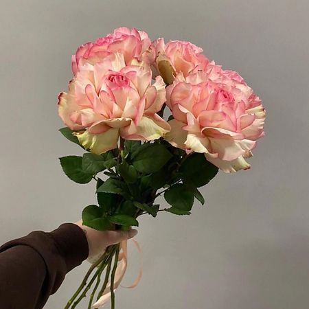 Букет живых цветов ДАРИ ЦВЕТЫ Французские розы 5 штук под ленту