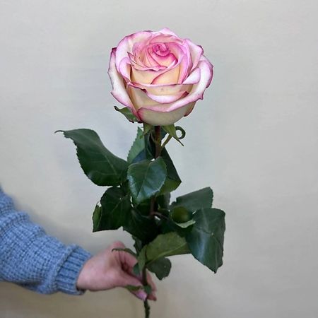 Цветок С ЛЮБОВЬЮ, РОЗА Роза поштучно сорт Палома