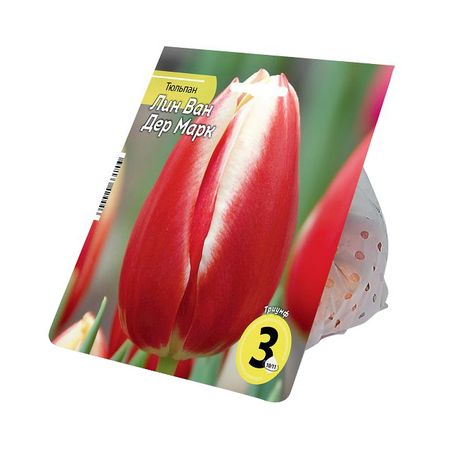 луковицы растений тюльпан Лин Ван Дер Марк 10/11 3шт