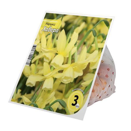 луковицы растений нарцисс Хавера 10/12 3шт