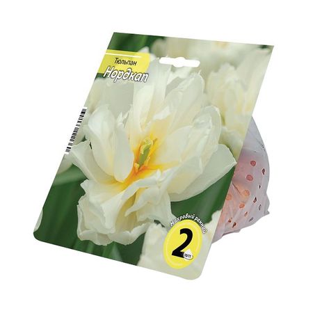 луковицы растений тюльпан Нордкап 10/11 2шт