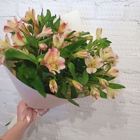 Букет живых цветов KOZU COLORS Монобукет из нежной альстромерии 