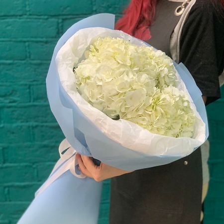 Букет живых цветов ЦВЕТЫ МИШКИ Букет из 5 белых гортензий григорий георгиевич белых учим а